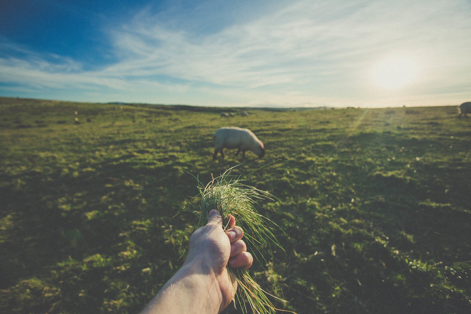 Symbolbild Social Business grüne Wiese blauer Himmel Hand hält Gras um Schaf zu füttern